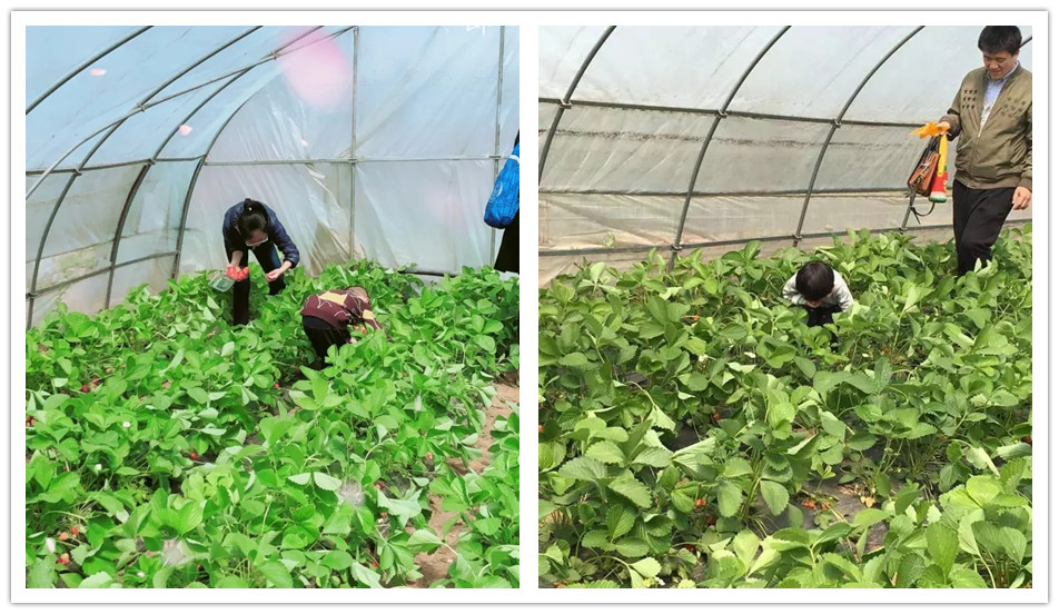 BBunion邯郸慧谷中心：草莓采摘小能手